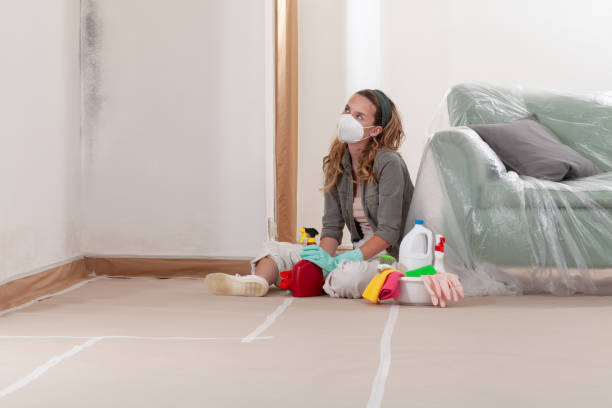 Trusted Basement Mold Remediation service in Boonton, NJ - Cheap Mold Removal