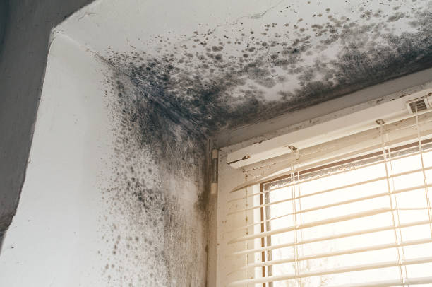 Trusted Attic Mold Removal service in Boonton, NJ - Cheap Mold Removal