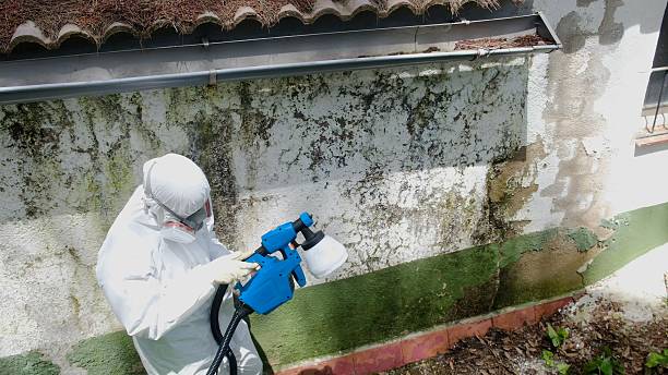 Trusted Crawl Space Mold Removal service in Boonton, NJ - Cheap Mold Removal